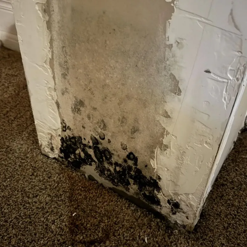 Professional Mold Removal in Roxboro, NC